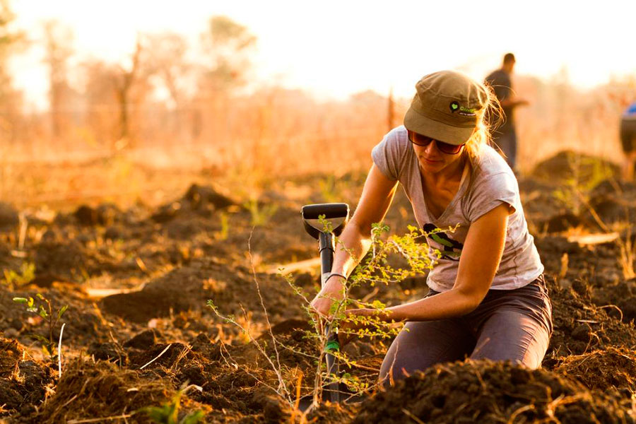 Planting Trees